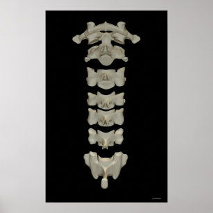 Cervical Vertebrae Poster