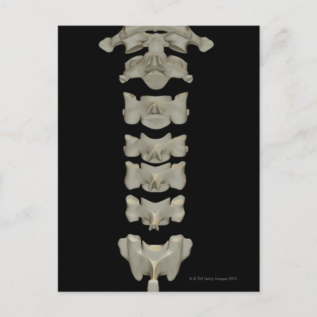 Cervical Vertebrae Vykort (Framsida)
