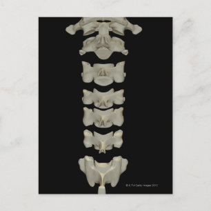 Cervical Vertebrae Vykort