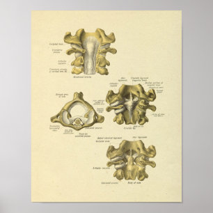 Cervikal Vertebrae Anatomy Spinal Bones Skriv ut Poster