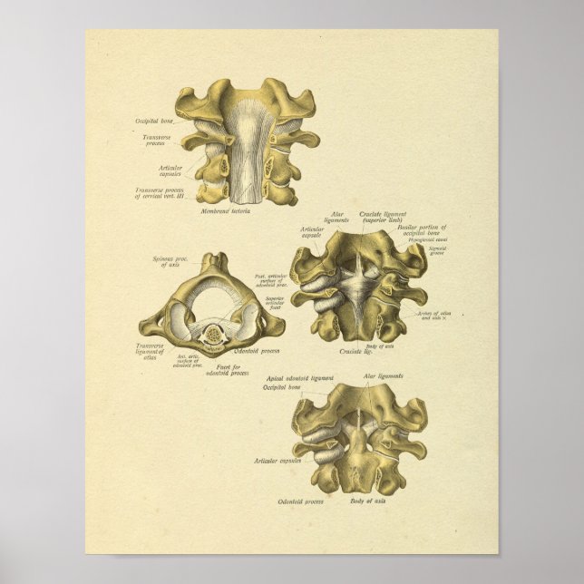Cervikal Vertebrae Anatomy Spinal Bones Skriv ut Poster (Framsidan)