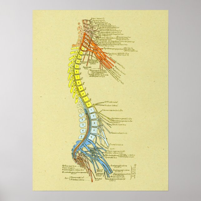 Cervix Lumbar Nerves Ryggradens medicinska anatomd Poster (Framsidan)