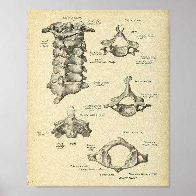 Cervix-utskrift av ryggradsanatomi poster (Framsidan)