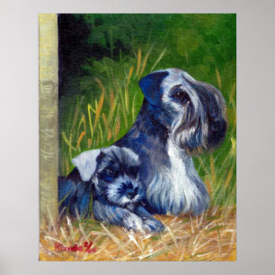 Cesky Terrier Hund Porträtt Poster