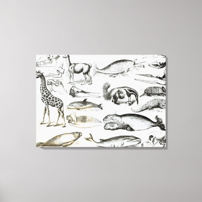 Cetacea Edentata Canvastryck (Framsida)