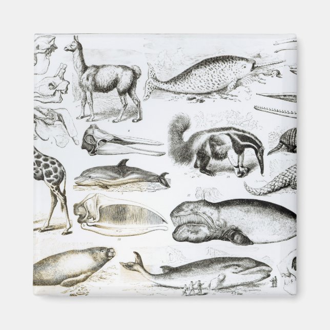 Cetacea Edentata Magnet (Framsidan)