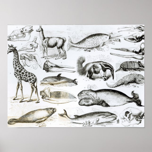 Cetacea Edentata Poster (Framsidan)