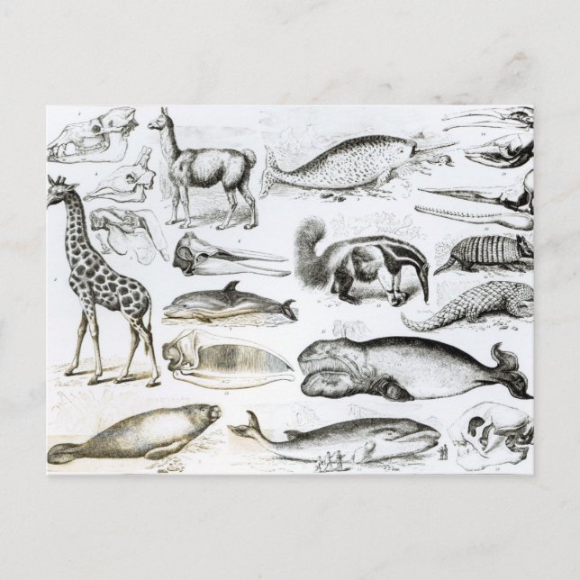 Cetacea Edentata Vykort (Framsida)