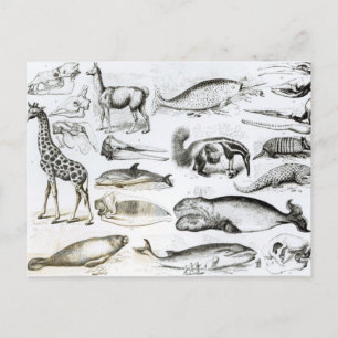 Cetacea Edentata Vykort