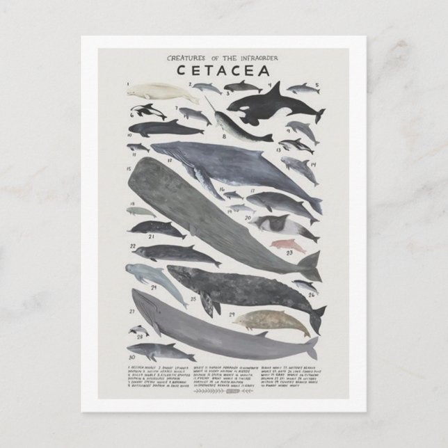 Cétacés Vykort (Framsida)