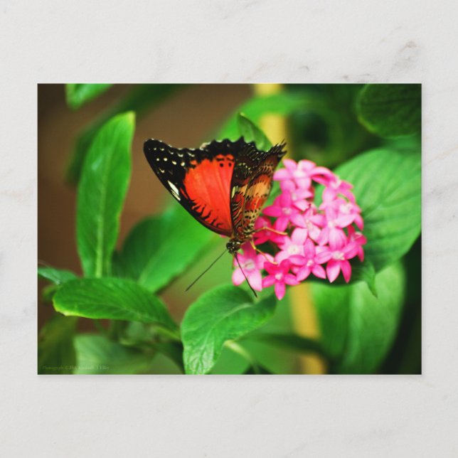 Cethosia bibliblies vykort (Framsida)