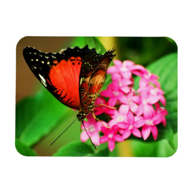 Cethosia biblies Premium Magnet (Horisontell)