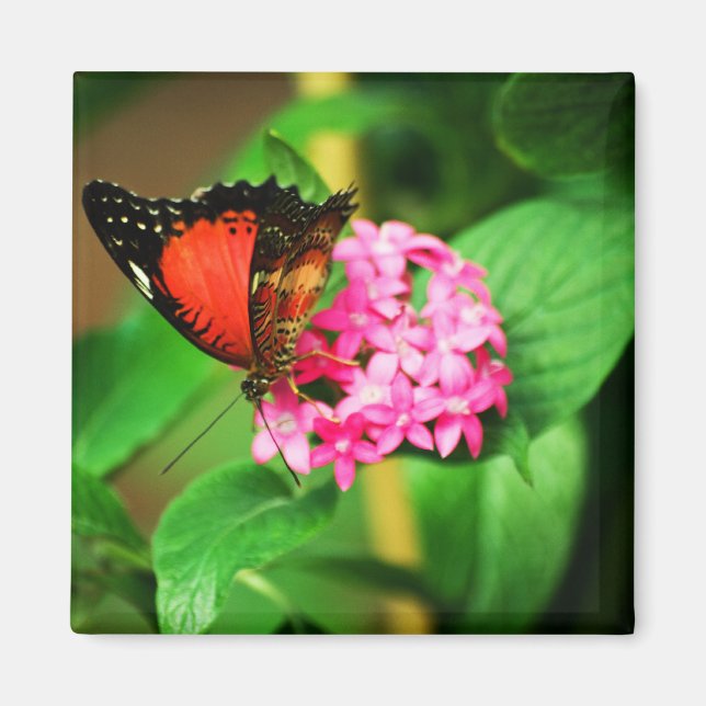 Cethosia biblis Magnet (Framsidan)