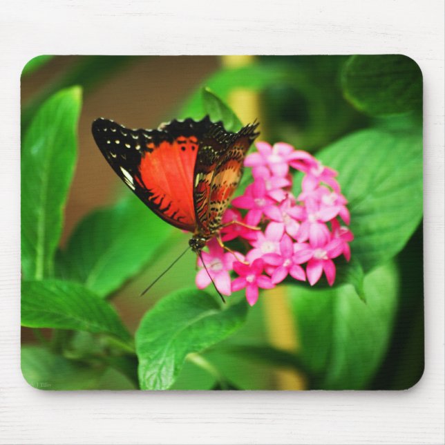 Cethosia biblis Mousepad Musmatta (Framsidan)