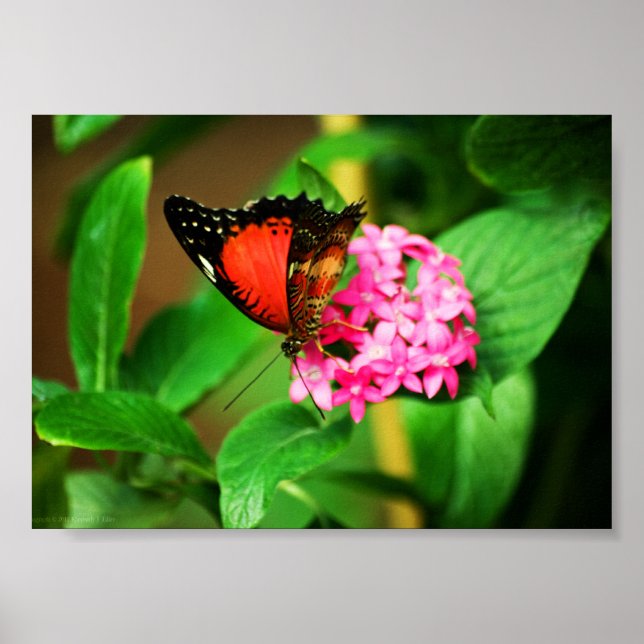 Cethosia biblis Tryck (Framsidan)