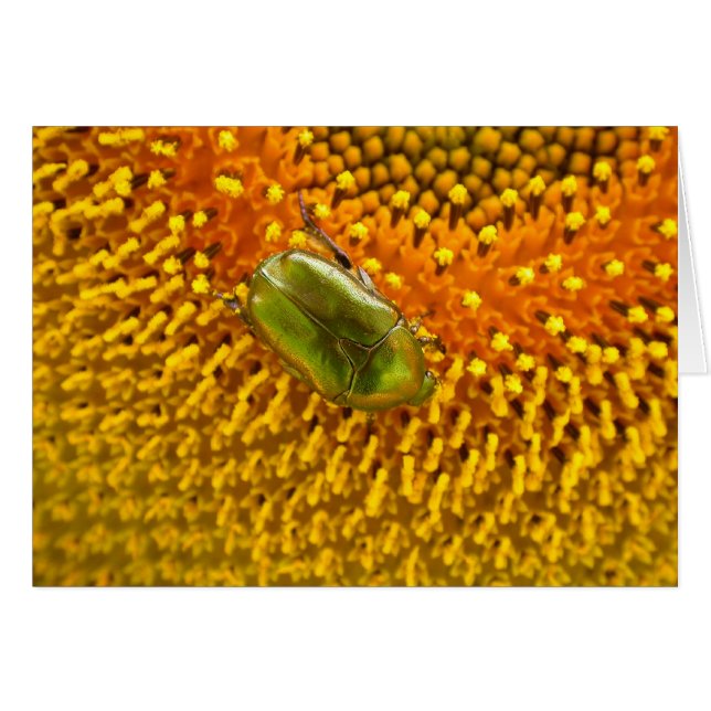 Cetonia aurata hälsningskort (Framsidan Horizontal)