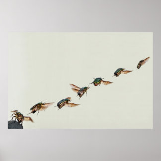 Cetonia aurata-start poster
