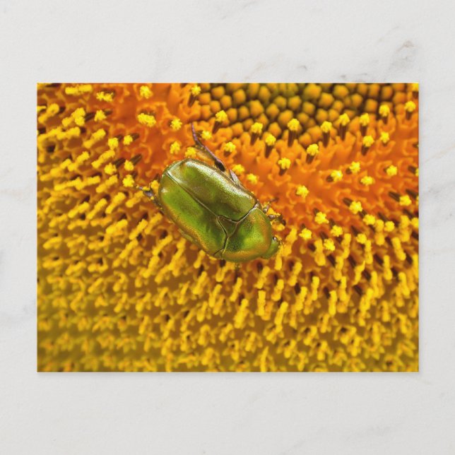 Cetonia aurata vykort (Framsida)