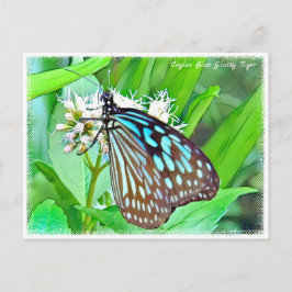 Ceylon Blue Glassy Tiger Vykort