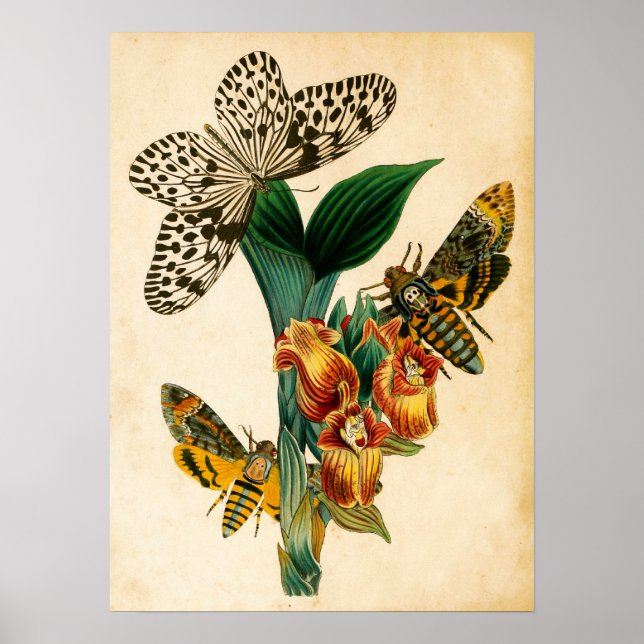 Ceylon Träd Nymph Butterfly & Acherontia Moths Poster (Framsidan)
