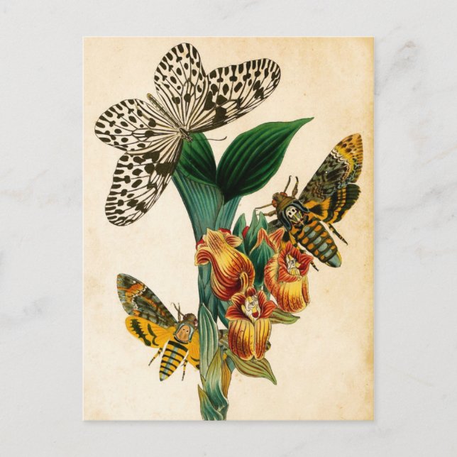 Ceylon Träd Nymph Butterfly & Acherontia Moths Vykort (Framsida)