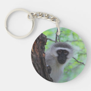 Chacma Baboon