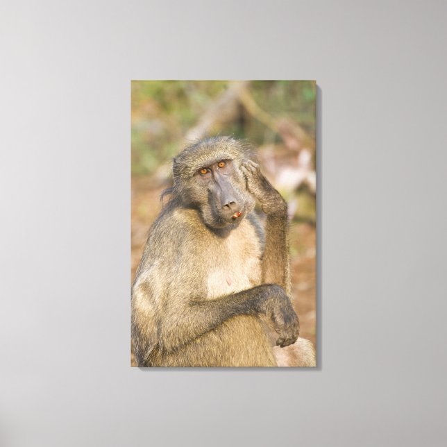Chacma Baboon (Papio ursinus) Canvastryck (Framsida)