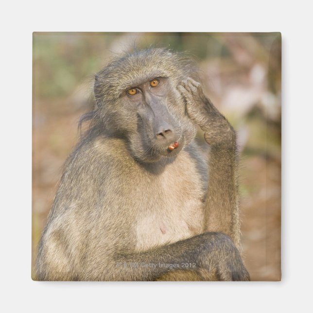 Chacma Baboon (Papio ursinus) Magnet (Framsidan)