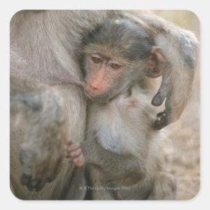 Chacma Baboon, Papio ursinus med unga, Kruger Fyrkantigt Klistermärke