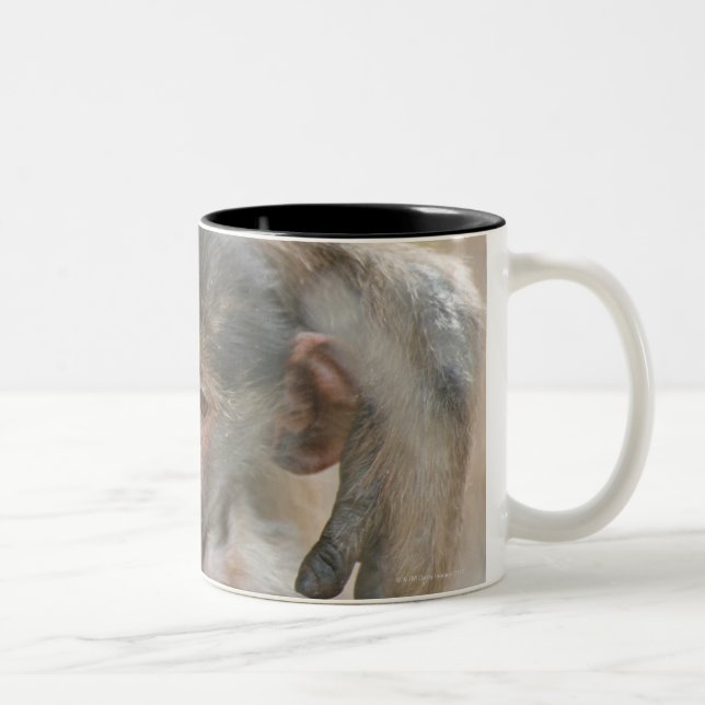 Chacma Baboon, Papioursinus med barn, Kruger Två-Tonad Mugg (Höger)