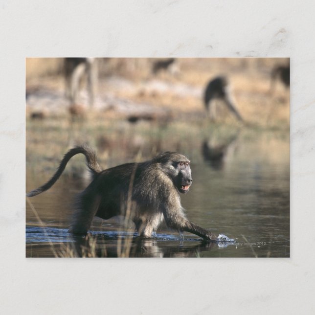 Chacma Baboons (Papio ursinus) Vykort (Framsida)