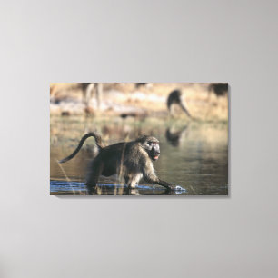 Chacma Baboons (Papioursinus) som igenom går Canvastryck