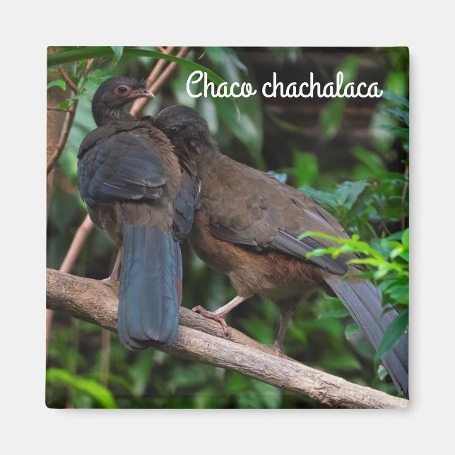 Chaco chachalaca magnet (Framsidan)