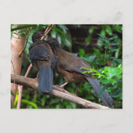 Chaco chachalacas vykort