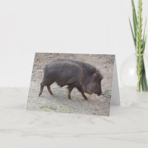 Chacoan Peccary #2-kort Kort