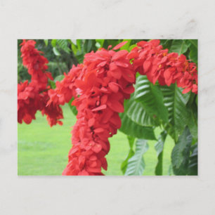 Chaconia, nationalblomman vykort