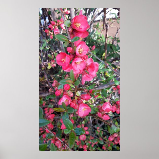 Chaenomeles japonica, Ornamental quince Poster (Framsidan)