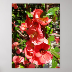 Chaenomeles japonica, Ornamental quince Poster
