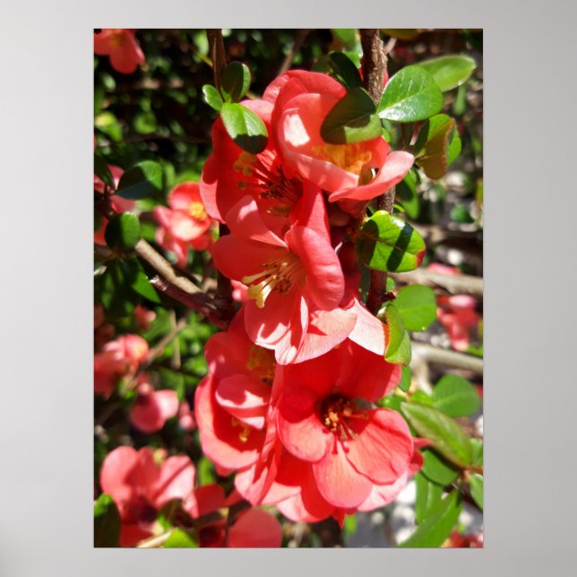 Chaenomeles japonica, Ornamental quince Poster (Framsidan)