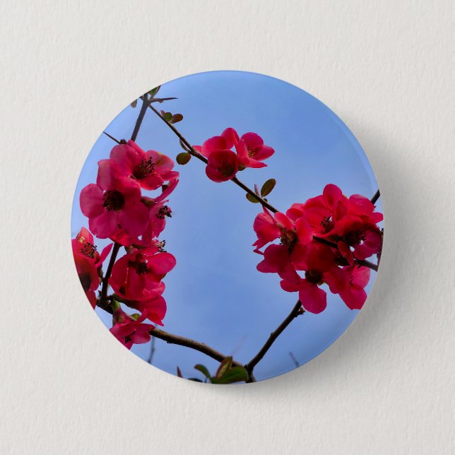 Chaenomeles speciosa Badge Knapp (Framsida)