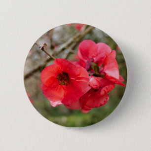 Chaenomeles speciosa Badge Knapp