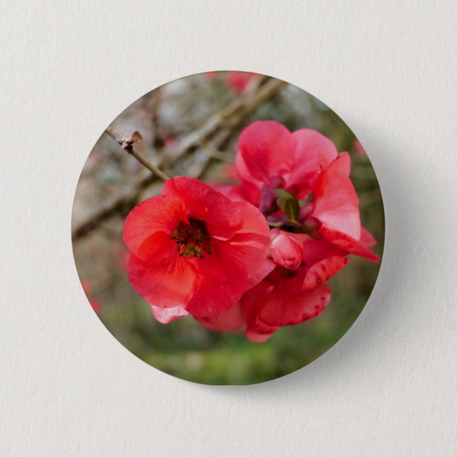 Chaenomeles speciosa Badge Knapp (Framsida)