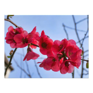 Chaenomeles speciosa fototryck