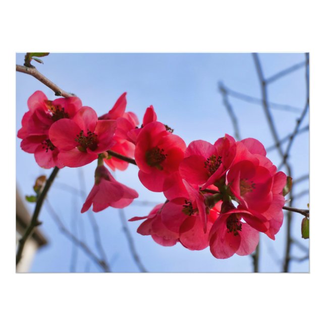 Chaenomeles speciosa fototryck (Framsidan)