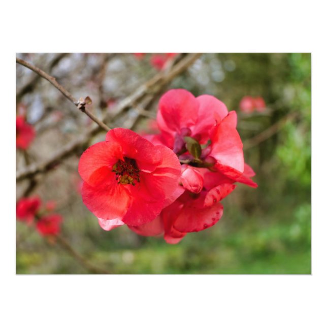 Chaenomeles speciosa fototryck (Framsidan)