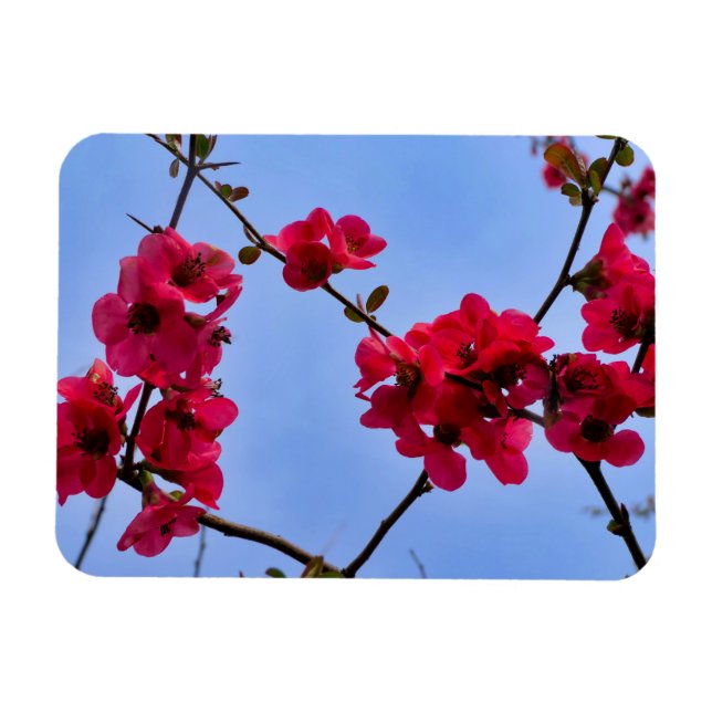 Chaenomeles speciosa magnet (Horisontell)