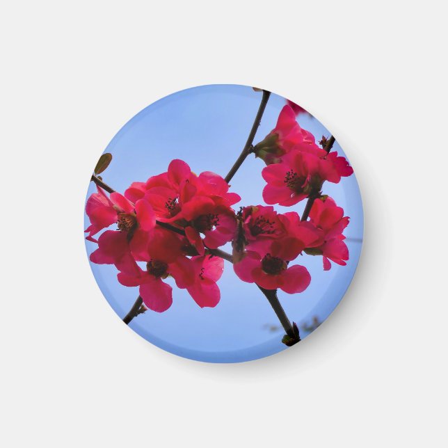 Chaenomeles speciosa magnet (Framsidan)