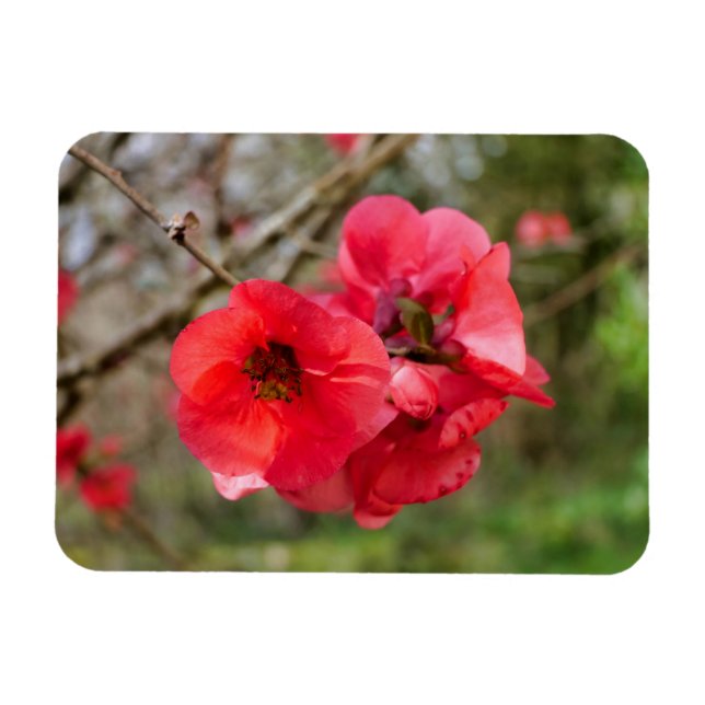 Chaenomeles speciosa magnet (Horisontell)