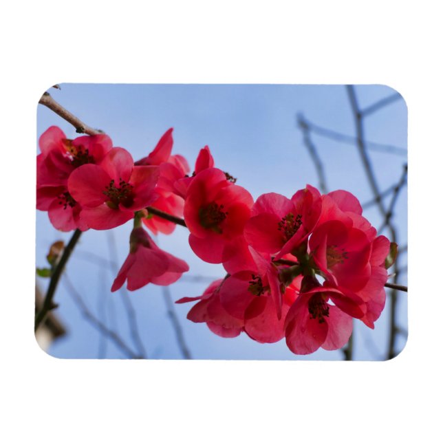 Chaenomeles speciosa magnet (Horisontell)