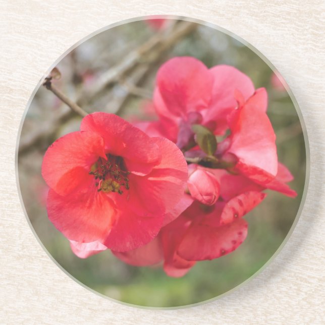 Chaenomeles speciosa underlägg (Framsidan)